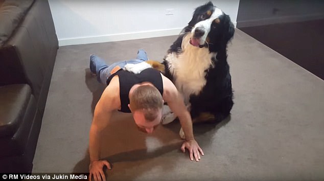Super Helpful Bernese Mountain Dog Works Hard to Keep His Human in Tip-Top Shape
