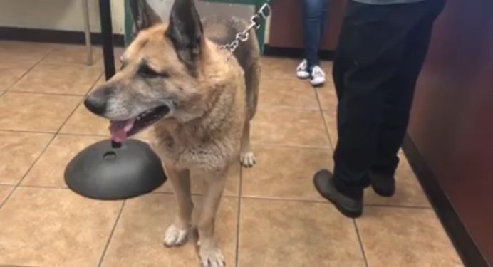 Devoted dog doesn’t want to leave owner while being surrendered
