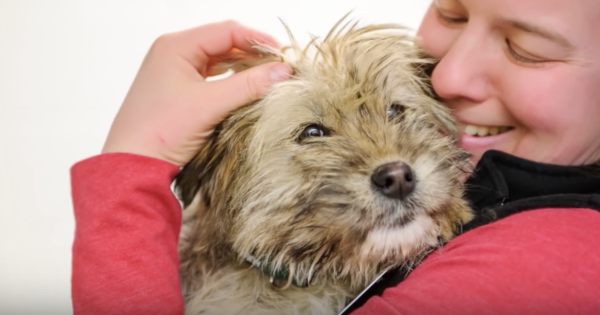 Saved From The Perils Of A Meat Farm, These Dogs Adjust To Their New Lives In Their Homes!