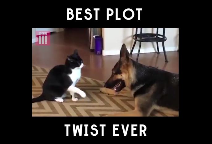 Shocking Plot Twist in “Fight” Between a Dog and a Cat