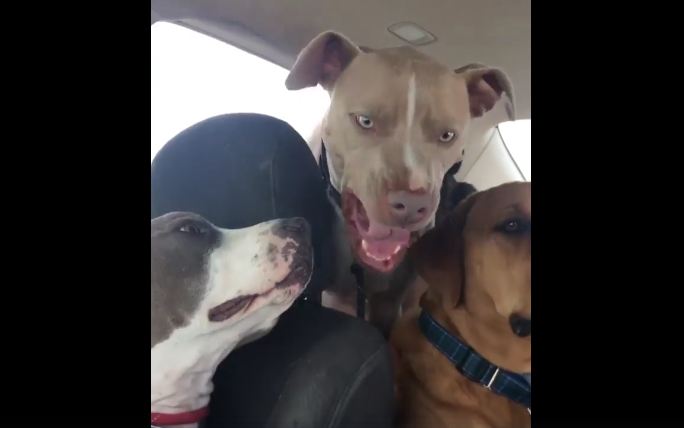 This Video Contains So Many Pit Bull Kisses, You Might Want a Towel Nearby…