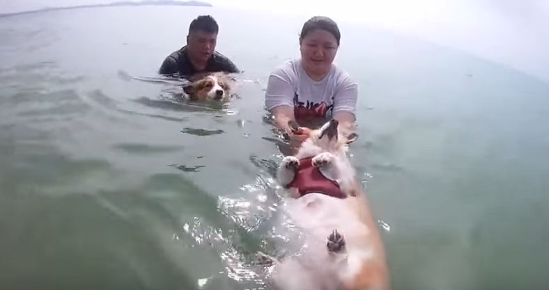 Corgi Gets to Swim in the Ocean for the First Time, and We Think Someone’s a Fan…