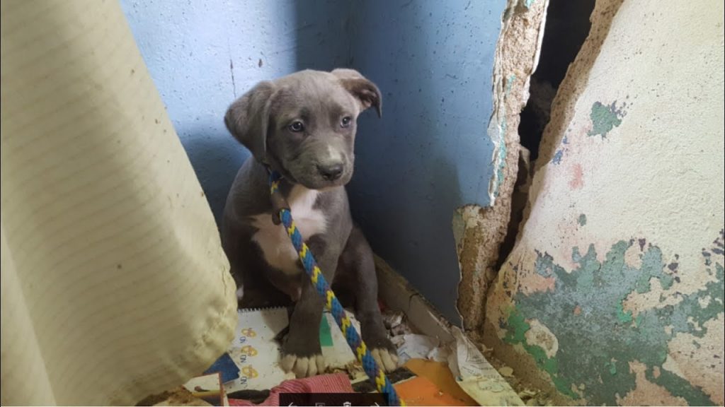 Rescuers go to save puppies from a crumbling, abandoned house