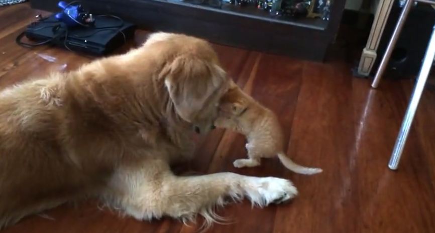 Dog and kitten share incredible bond