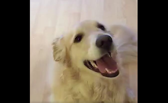 Dad tells dog to clean the house, Golden Retriever goes on adorable cleaning spree