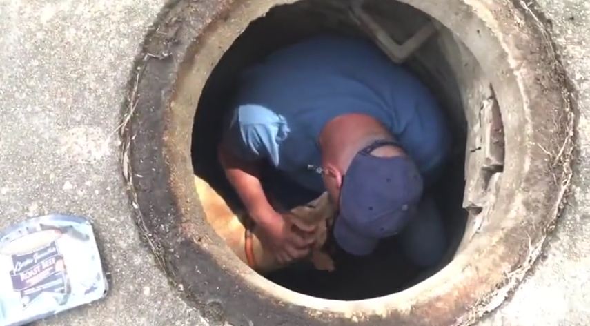 Rescuer takes moment with scared dog stuck in sewer before helping him to safety