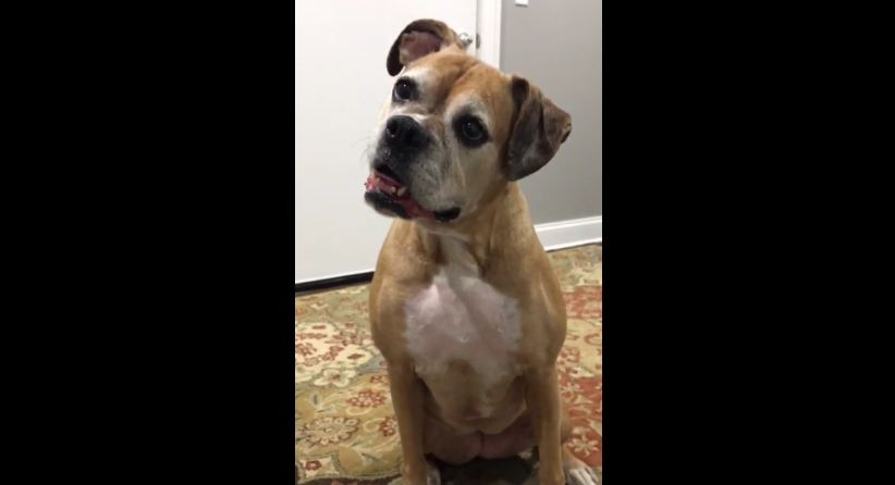 Mom asks her dog where dad is and gets a typical Boxer response