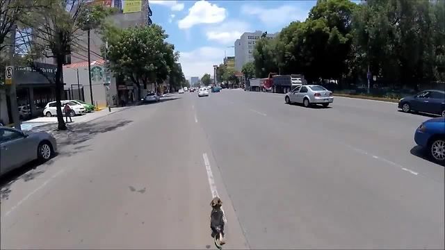 Dog breaks free from owner and runs down busy streets of Mexico City