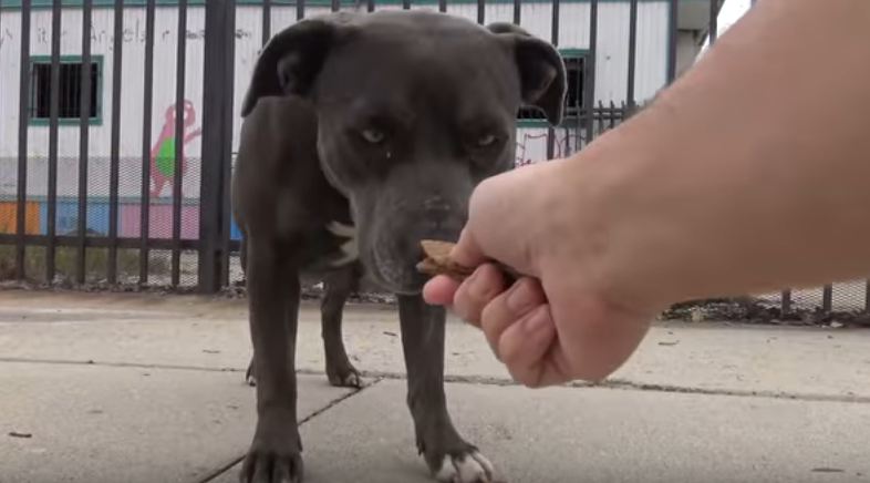 Rescuers find that pit bull was not alone under this abandoned school