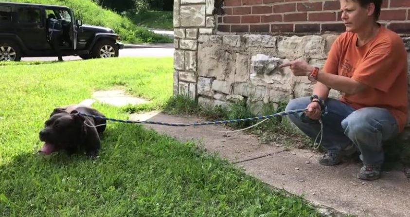 Rescuers go to save puppies from a crumbling, abandoned house