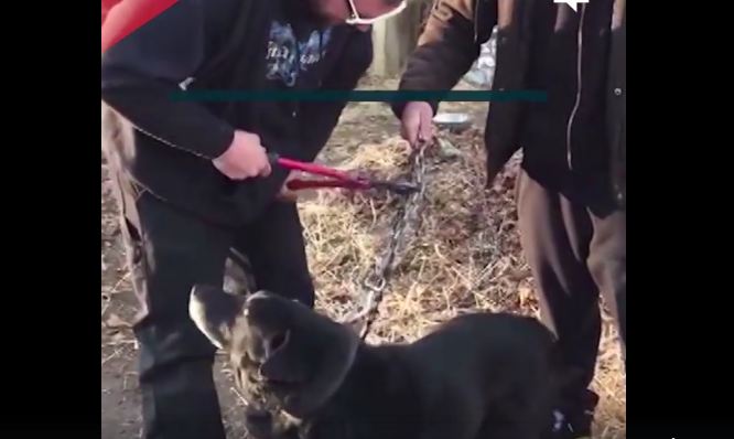 After 15 years on a chain, this dog is finally being cut free