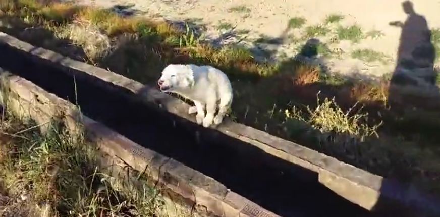 Homeless dog is thrilled to finally feel the love of a human