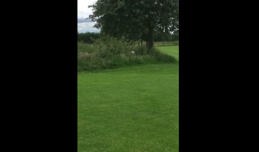 When it’s time to leave the park, this clever dog always hides in the bushes