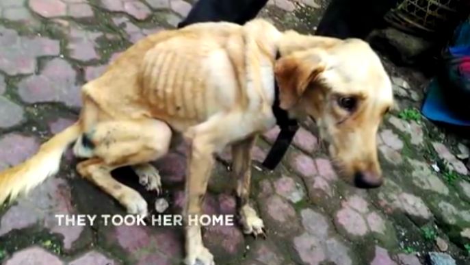 Man no longer wanted his dog, threw her in a storm drain and left her there to die