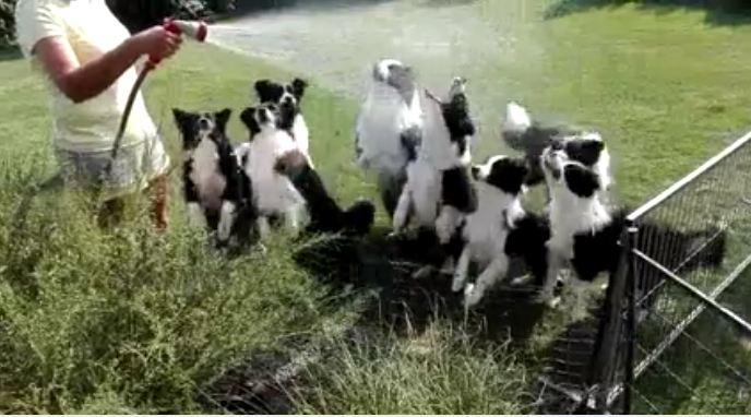 Joyful Video of Border Collies Waiting for a Hose Spray Goes Viral