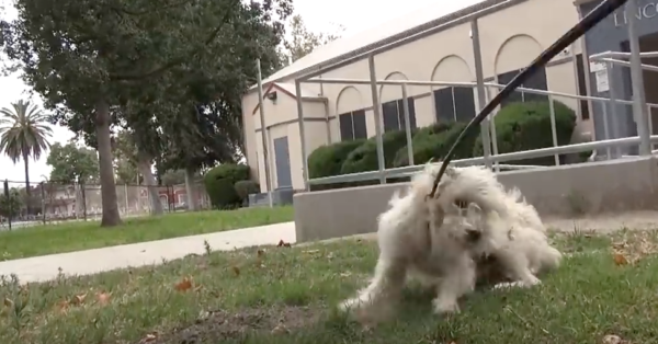 He Was Skittish And Wouldn’t To Let Anyone Near Him, But His Rescuers Refused To Give Up!