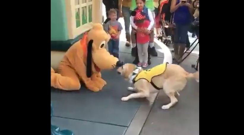 Service dog has priceless reaction after meeting Pluto at Disneyland