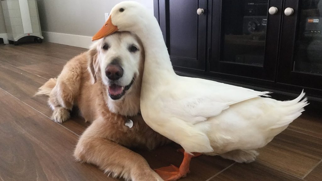 Leave it to a Golden Retriever to become best friends with a duck