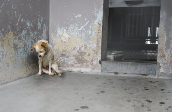 Old shelter dog musters up the energy to press her head against the fence to be petted