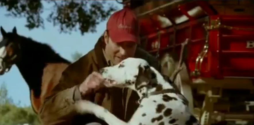 Dog fetches the stick for a treat, but the Clydesdale is not to be outdone