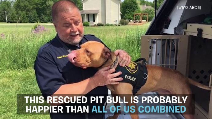 Dog deemed unadoptable because of extreme desire for toys becomes Ohio’s first pit bull K-9