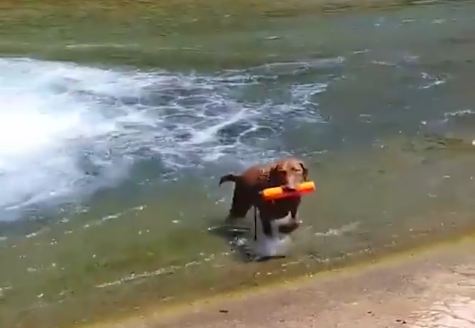 SOLO FETCH! Clever Texas Pup Devises A New Way To Play