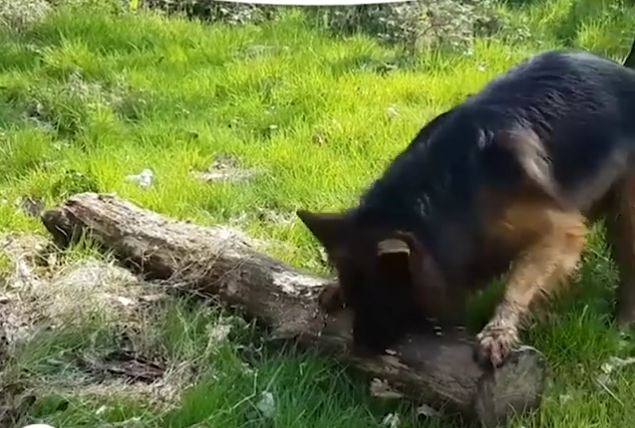 Dog Hits the Mother Load of Sticks and Refuses to Leave Without It