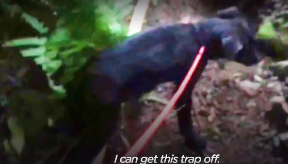 Puppy stands up for rescuer trying to free his foot from a trap