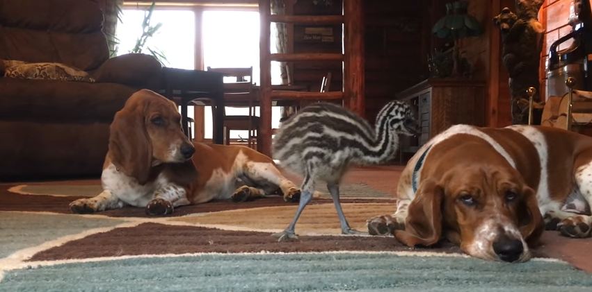 If You’ve Ever Been Too Tired To Play With The Kids, These Hounds Know Your Struggle