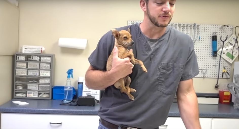 A Shelter Wanted To Euthanize Him, But Vet Ranch Stepped In And Helped Him Make A Speedy Recovery!