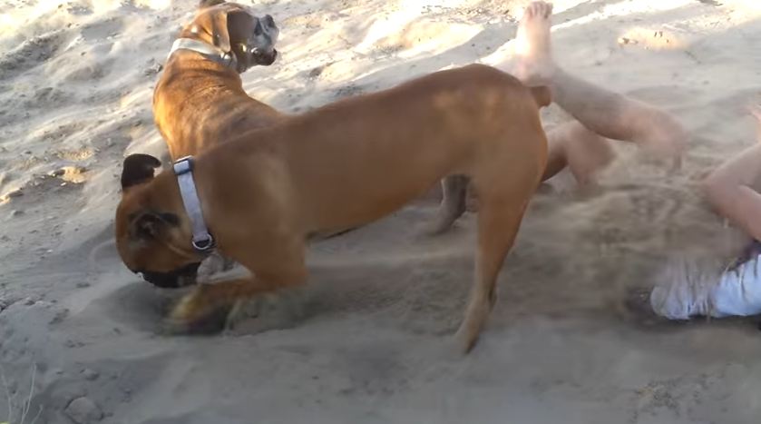 Funny Dog Gets Revenge On His Little Human Poking Him