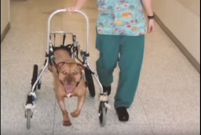 Every day, this man takes his dog on a walk that can only be described as special