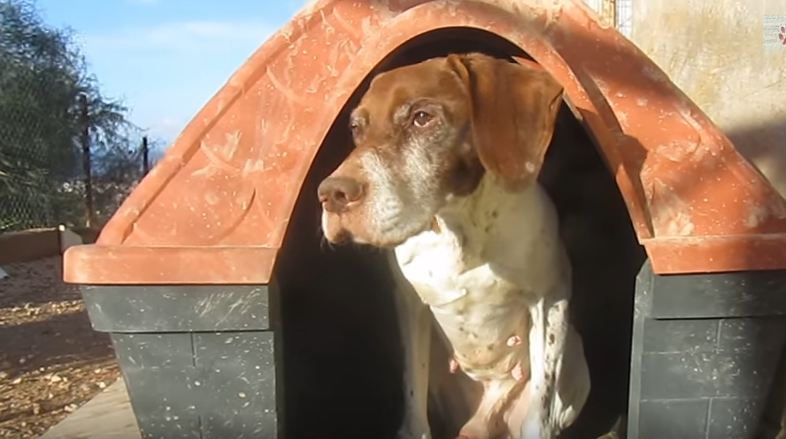 Found at night, this dog was tied to a tree so he couldn’t follow his owner