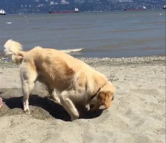 Dog’s Enthusiastic Digging at the Beach Makes His Family Laugh
