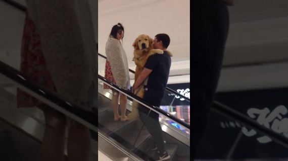 Adorable Golden Retriever Gets Carried up Escalator