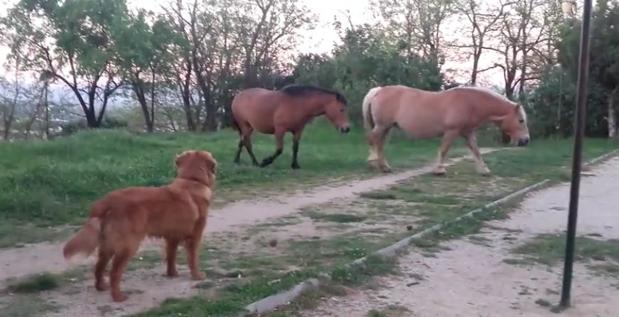 Super Excited Dog Tries to Befriend Horses, But They’re Just Not Having It.