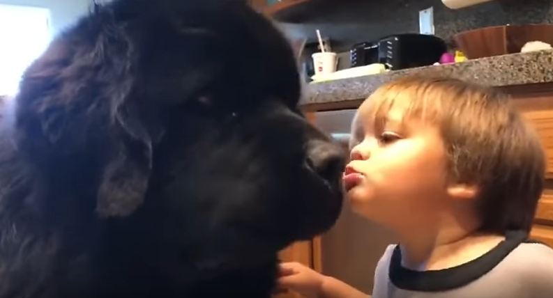 Toddler Gives a Giant Dog a Kiss, Only to Be Knocked Over by a Return-Kiss from the Dog