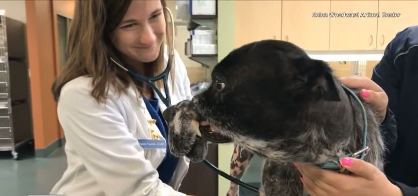 Sweet dog who has been through the worst finally getting the help he needs