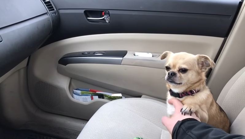 Dog Gives Her Human a Hard Time When He Tries to Take Her to the Vet’s Office