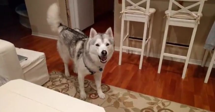 Stubborn Husky always has to have the last word