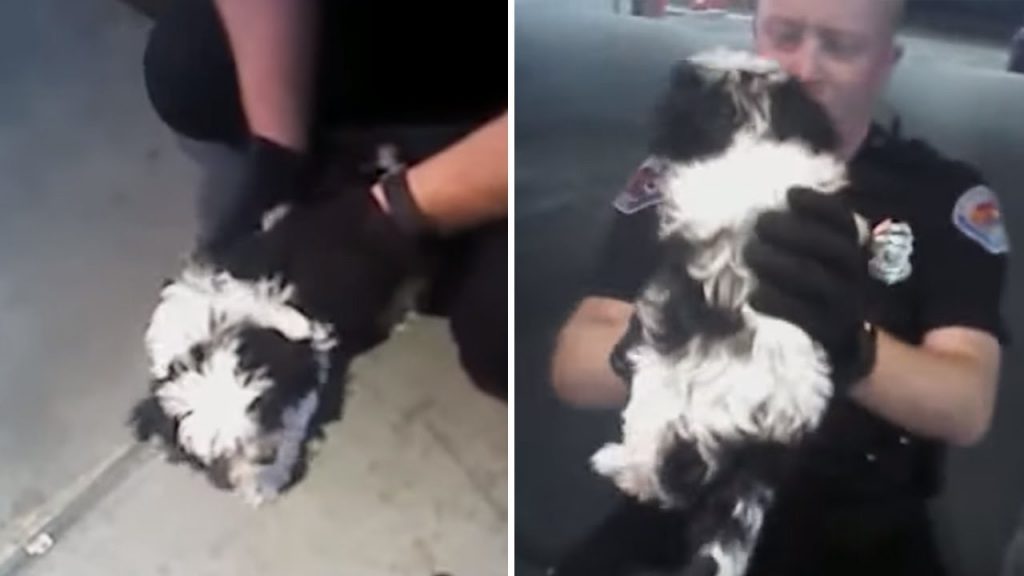 Puppy’s choking on cheese, but a nearby police officer knows just what to do
