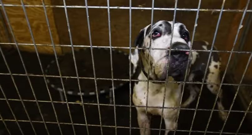 More than 80 Great Danes rescued from cruelty in New Hampshire