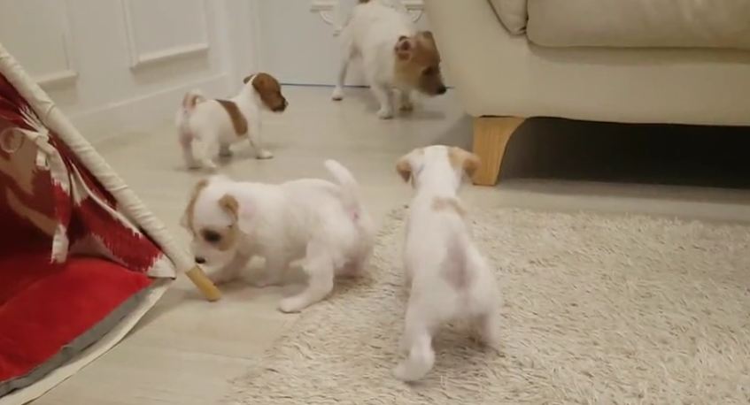 Jack Russell father’s first encounter with his puppies