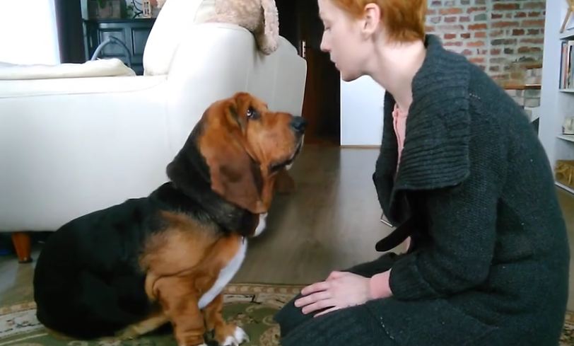 Basset Hound learns to give kisses for treats