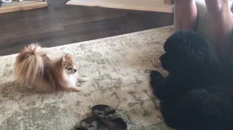 Pomeranian wants to play until giant puppy gets up!