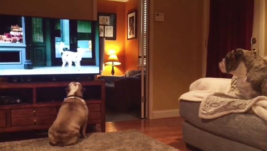 Bulldogs incredibly cheer on stray canine in Budweiser commercial