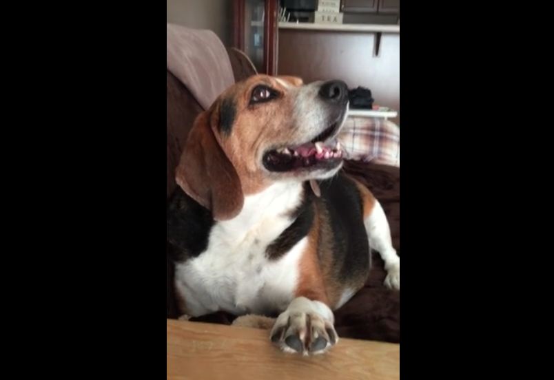 Man has full on conversation with talking beagle