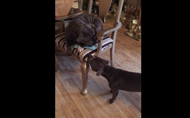 Dog’s persistence to steal toy pays off