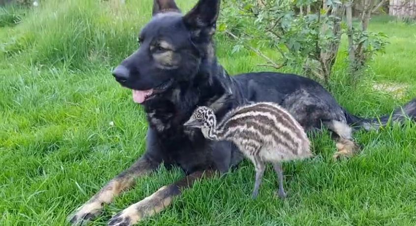 German Shepherd befriends baby emu
