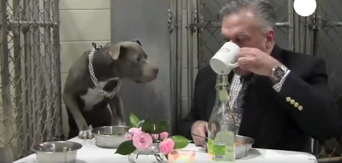 Shelter dog was too scared to eat, but this vet knew just what to do